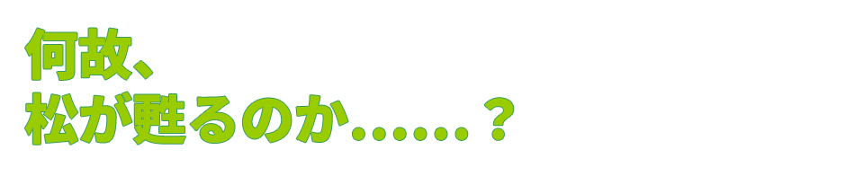 何故、松が甦るのか?