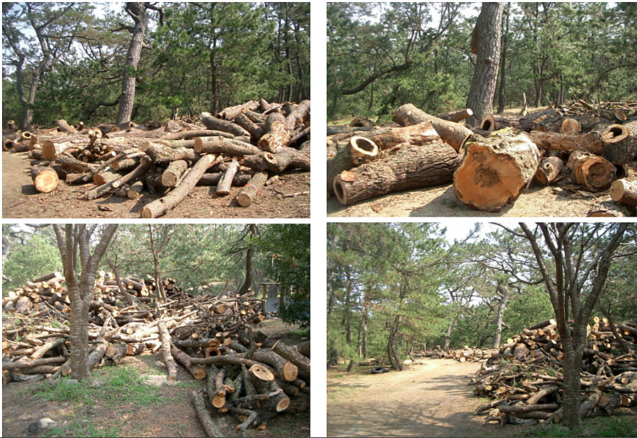 何十年にわたり国をあげて多額の費用を投じ、殺虫剤散布・樹幹注入剤を施してきたにも関わらず、
松枯れの被害がおさまるなどころか拡大し続けている。