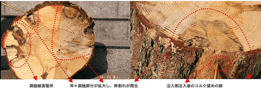樹幹注入剤穴あけ施工による腐食被害例