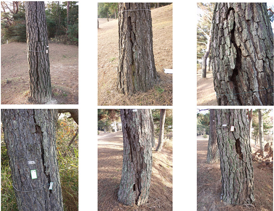 樹幹注入穴け施工による腐蝕被害例