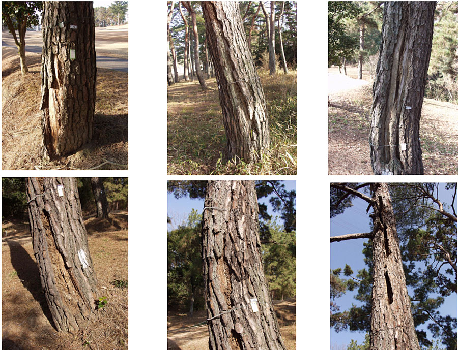 樹幹注入穴け施工による腐蝕被害例