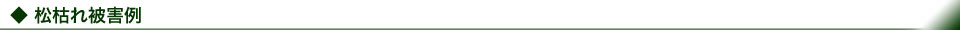 松枯れ被害例