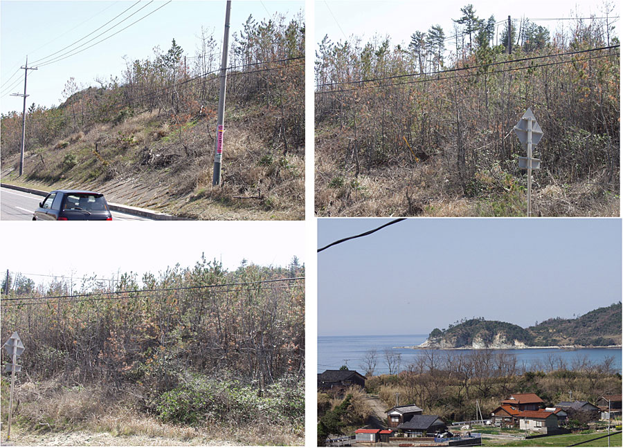 中国大陸からの工場排ガスによる、松枯れ被害例