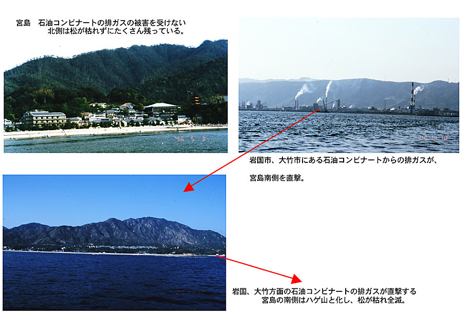 世界遺産宮島の松枯れ被害状況