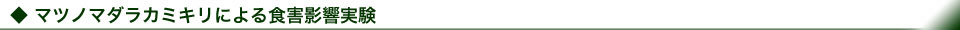 マツノマダラカミキリによる食害影響実験