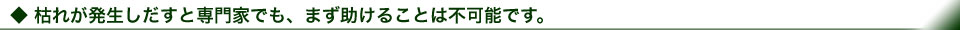 枯れが発生しだすと専門家でも、まず助けることは不可能です
