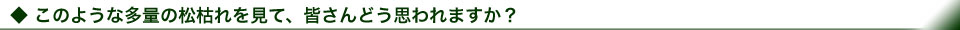 このような多量の松枯れを見て、皆さんどう思われますか?